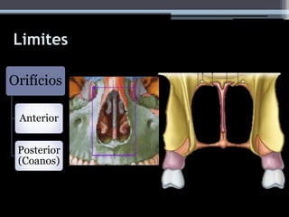 Limites
Orifícios
Anterior
Posterior
(Coanos)
 