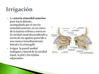 Cavidades nasales | PPTX
