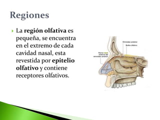  La región olfativa es
pequeña, se encuentra
en el extremo de cada
cavidad nasal, esta
revestida por epitelio
olfativo y contiene
receptores olfativos.
 