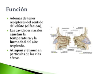  Además de tener
receptores del sentido
del olfato (olfación),
 Las cavidades nasales
ajustan la
temperatura y la
humedad del aire
respirado.
 Atrapan y eliminan
partículas de las vías
aéreas.
 