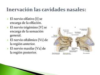  El nervio olfativo [I] se
encarga de la olfación.
 El nervio trigémino [V] se
encarga de la sensación
general.
 El nervio oftálmico [V1] de
la región anterior.
 El nervio maxilar [V2] de
la región posterior.
 