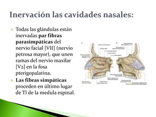  Todas las glándulas están
inervadas par fibras
parasimpáticas del
nervio facial [VII] (nervio
petrosa mayor), que unen
ramas del nervio maxilar
[V2] en la fosa
pterigopalatina.
 Las fibras simpáticas
proceden en último lugar
de Tl de la medula espinal.
 