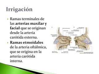  Ramas terminales de
las arterias maxilar y
facial que se originan
desde la arteria
carótida externa.
 Ramas etmoidales
de la arteria oftálmica,
que se origina en la
arteria carótida
interna.
 