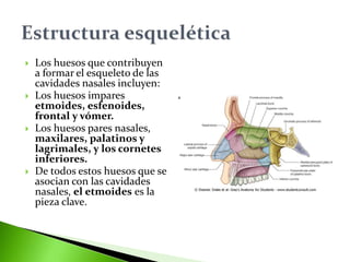  Los huesos que contribuyen
a formar el esqueleto de las
cavidades nasales incluyen:
 Los huesos impares
etmoides, esfenoides,
frontal y vómer.
 Los huesos pares nasales,
maxilares, palatinos y
lagrimales, y los cornetes
inferiores.
 De todos estos huesos que se
asocian con las cavidades
nasales, el etmoides es la
pieza clave.
 