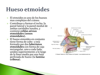  El etmoides es uno de los huesos
mas complejos del cráneo.
 Contribuye a formar el techo, la
pared lateral y la pared medial de
ambas cavidades nasales, y
contiene celdas aéreas
etmoidales (senos
etmoidales).
 El hueso etmoides en conjunto
tiene forma de cubo y esta
formado par dos laberintos
etmoidales con forma de caja
rectangular, uno a cada lado,
unidos superiormente a lo largo
de la línea media par una hoja
perforada de hueso (la lamina
cribosa).
 