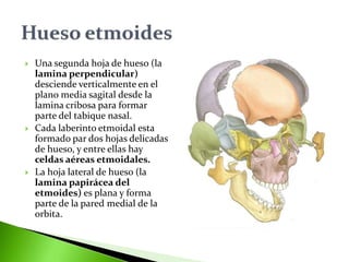  Una segunda hoja de hueso (la
lamina perpendicular)
desciende verticalmente en el
plano media sagital desde la
lamina cribosa para formar
parte del tabique nasal.
 Cada laberinto etmoidal esta
formado par dos hojas delicadas
de hueso, y entre ellas hay
celdas aéreas etmoidales.
 La hoja lateral de hueso (la
lamina papirácea del
etmoides) es plana y forma
parte de la pared medial de la
orbita.
 