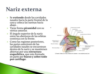  Se extiende desde las cavidades
nasales hacia la parte frontal de la
cara y coloca las narinas hacia
abajo .
 Tiene forma piramidal con su
vértice anterior.
 El ángulo superior de la nariz
entre las aberturas de las orbitas
continua con la frente.
 Como las regiones posteriores,
las partes anteriores de las
cavidades nasales se encuentran
dentro de la nariz y se mantienen
abiertas por una estructura
esquelética, que esta formada
en parte por hueso y sobre todo
por cartílago:
 