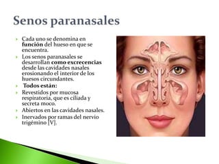  Cada uno se denomina en
función del hueso en que se
encuentra.
 Los senos paranasales se
desarrollan como excrecencias
desde las cavidades nasales
erosionando el interior de los
huesos circundantes.
 Todos están:
 Revestidos por mucosa
respiratoria, que es ciliada y
secreta moco.
 Abiertos en las cavidades nasales.
 Inervados por ramas del nervio
trigémino [V].
 