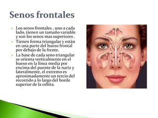  Los senos frontales , uno a cada
lado, tienen un tamaño variable
y son los senos mas superiores .
 Tienen forma triangular y están
en una parte del hueso frontal
por debajo de la frente.
 La base de cada seno triangular
se orienta verticalmente en el
hueso en la línea media por
encima del puente de la nariz y
lateralmente, el extremo es
aproximadamente un tercio del
recorrido a lo largo del borde
superior de la orbita.
 