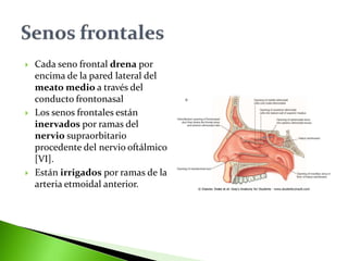  Cada seno frontal drena por
encima de la pared lateral del
meato medio a través del
conducto frontonasal
 Los senos frontales están
inervados por ramas del
nervio supraorbitario
procedente del nervio oftálmico
[VI].
 Están irrigados por ramas de la
arteria etmoidal anterior.
 