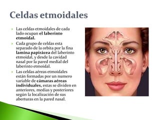  Las celdas etmoidales de cada
lado ocupan el laberinto
etmoidal.
 Cada grupo de celdas esta
separado de la orbita por la fina
lamina papirácea del laberinto
etmoidal, y desde la cavidad
nasal por la pared medial del
laberinto etmoidal.
 Las celdas aéreas etmoidales
están formadas por un numero
variable de cámaras aéreas
individuales, estas se dividen en
anteriores, medias y posteriores
según la localización de sus
aberturas en la pared nasal.
 