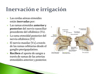  Las cerdas aéreas etmoides
están inervadas por:
 Las ramas etmoides anterior y
posterior del nervio nasociliar
procedente del oftálmico (V1).
 La rama etmoidal posterior del
nervio oftálmico [VI]'
 El nervio maxilar [V2] a través
de las ramas orbitarias desde el
ganglio pterigopalatino.
 Reciben el aporte de sangre a
través de ramas de las arterias
etmoidales anterior y posterior.
 