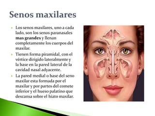  Los senos maxilares, uno a cada
lado, son los senos paranasales
mas grandes y llenan
completamente los cuerpos del
maxilar.
 Tienen forma piramidal, con el
vértice dirigido lateralmente y
la base en la pared lateral de la
cavidad nasal adyacente.
 La pared medial o base del seno
maxilar esta formada por el
maxilar y por partes del comete
inferior y el hueso palatino que
descansa sobre el hiato maxilar.
 