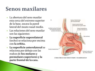  La abertura del seno maxilar
esta cerca del extremo superior
de la base, socava la pared
lateral del meato nasal medio.
 Las relaciones del seno maxilar
son las siguientes:
 La superficie superolateral
(techo) se relaciona por encima
con la orbita.
 La superficie anterolateral se
relaciona por debajo con las
realces de los molares y
premolares superiores y la
parte frontal de la cara.
 