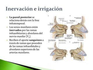  La pared posterior se
relaciona detrás con la fosa
infratemporal.
 Los senos maxilares están
inervados por las ramas
infraorbitarias y alveolares del
nervio maxilar [V2].
 Reciben el aporte sanguíneo a
través de ramas que proceden
de las ramas infraorbitales y
alveolares superiores de las
arterias maxilares.
 