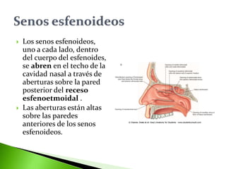  Los senos esfenoideos,
uno a cada lado, dentro
del cuerpo del esfenoides,
se abren en el techo de la
cavidad nasal a través de
aberturas sobre la pared
posterior del receso
esfenoetmoidal .
 Las aberturas están altas
sobre las paredes
anteriores de los senos
esfenoideos.
 