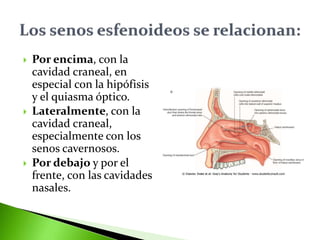  Por encima, con la
cavidad craneal, en
especial con la hipófisis
y el quiasma óptico.
 Lateralmente, con la
cavidad craneal,
especialmente con los
senos cavernosos.
 Por debajo y por el
frente, con las cavidades
nasales.
 