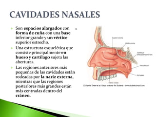  Son espacios alargados con
forma de cuña con una base
inferior grande y un vértice
superior estrecho.
 Una estructura esquelética que
consiste principalmente en
hueso y cartílago sujeta las
aberturas.
 Las regiones anteriores más
pequeñas de las cavidades están
rodeadas por la nariz externa,
mientras que las regiones
posteriores más grandes están
más centradas dentro del
cráneo.
 