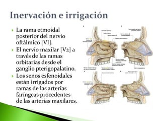  La rama etmoidal
posterior del nervio
oftálmico [VI].
 El nervio maxilar [V2] a
través de las ramas
orbitarias desde el
ganglio pterigopalatino.
 Los senos esfenoidales
están irrigados por
ramas de las arterias
faríngeas procedentes
de las arterias maxilares.
 