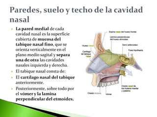  La pared medial de cada
cavidad nasal es la superficie
cubierta de mucosa del
tabique nasal fino, que se
orienta verticalmente en el
plano medio sagital y separa
una de otra las cavidades
nasales izquierda y derecha.
 El tabique nasal consta de:
 El cartílago nasal del tabique
anteriormente.
 Posteriormente, sobre todo por
el vómer y la lamina
perpendicular del etmoides.
 