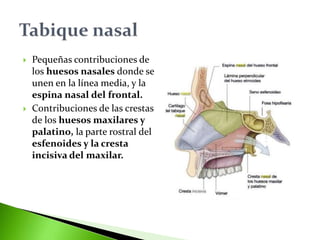  Pequeñas contribuciones de
los huesos nasales donde se
unen en la línea media, y la
espina nasal del frontal.
 Contribuciones de las crestas
de los huesos maxilares y
palatino, la parte rostral del
esfenoides y la cresta
incisiva del maxilar.
 