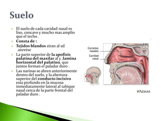 El suelo de cada cavidad nasal es
liso, concavo y mucho mas amplio
que el techo .
 Consta de :
 Tejidos blandos ziran al ed
anretxe.
 La parte superior de la apofisis
palatina del maxilar al y ,lamina
horizontal del palatino, que
juntos forman el paladar duro .
 Las narinas se abren anteriormente
dentro del suelo, y la abertura
superior del conducto incisivo
esta profundo en la mucosa
inmediatamente lateral al tabique
nasal cerca de la parte frontal del
paladar duro .
 
