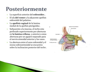  La superficie anterior del esfenoides .
 El ala del vomer y la adyacente apofisis
esfenoidal del palatino .
 La apofisis vaginal de la lamina
medial de la apofisis pterigoidea .
 Subyacente a la mucosa, el techo esta
perforado superiormente por aberturas
en la lamina cribosa, y anterior a estas
aberturas por un agujero separado para
el nervio etmoidal anterior y los vasos .
 La abertura entre el seno esfenoidal y el
receso esfenoetmoidal se encuentra
sobre la inclinacion posterior del techo .
 