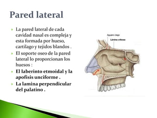  La pared lateral de cada
cavidad nasal es compleja y
esta formada por hueso,
cartilago y tejidos blandos .
 El soporte oseo de la pared
lateral lo proporcionan los
huesos :
 El laberinto etmoidal y la
apofisis unciforme .
 La lamina perpendicular
del palatino .
 