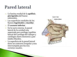  La lamina medial de la apófisis
pterigoides del hueso
esfenoides.
 Las superficies mediales de los
huesos lagrimales y maxilar.
 El cornete inferior.
 En la nariz externa, la pared
lateral de la cavidad esta
soportada por cartílago (apófisis
lateral del cartílago del tabique y
cartílagos alares menores) y por
tejidos blandos.
 La superficie de la pared lateral
tiene un contorno irregular y esta
interrumpida por los tres
cornetes nasales.
 