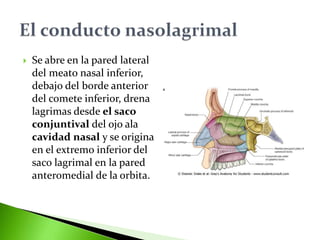  Se abre en la pared lateral
del meato nasal inferior,
debajo del borde anterior
del comete inferior, drena
lagrimas desde el saco
conjuntival del ojo ala
cavidad nasal y se origina
en el extremo inferior del
saco lagrimal en la pared
anteromedial de la orbita.
 