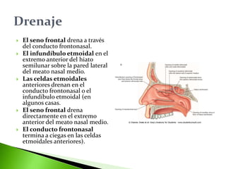  El seno frontal drena a través
del conducto frontonasal.
 El infundíbulo etmoidal en el
extremo anterior del hiato
semilunar sobre la pared lateral
del meato nasal medio.
 Las celdas etmoidales
anteriores drenan en el
conducto frontonasal o el
infundíbulo etmoidal (en
algunos casas.
 El seno frontal drena
directamente en el extremo
anterior del meato nasal medio.
 El conducto frontonasal
termina a ciegas en las celdas
etmoidales anteriores).
 