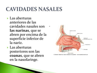  Las aberturas
anteriores de las
cavidades nasales son
las narinas, que se
abren por encima de la
superficie inferior de
la nariz.
 Las aberturas
posteriores son las
coanas, que se abren
en la nasofaringe.
 