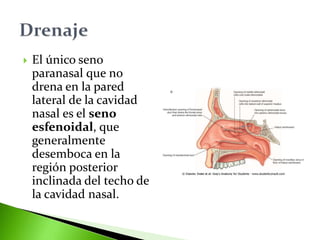 El único seno
paranasal que no
drena en la pared
lateral de la cavidad
nasal es el seno
esfenoidal, que
generalmente
desemboca en la
región posterior
inclinada del techo de
la cavidad nasal.
 