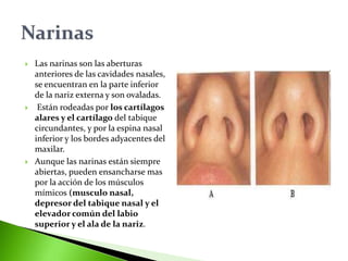 Las narinas son las aberturas
anteriores de las cavidades nasales,
se encuentran en la parte inferior
de la nariz externa y son ovaladas.
 Están rodeadas por los cartílagos
alares y el cartílago del tabique
circundantes, y por la espina nasal
inferior y los bordes adyacentes del
maxilar.
 Aunque las narinas están siempre
abiertas, pueden ensancharse mas
por la acción de los músculos
mímicos (musculo nasal,
depresor del tabique nasal y el
elevador común del labio
superior y el ala de la nariz.
 