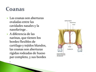  Las coanas son aberturas
ovaladas entre las
cavidades nasales y la
nasofaringe .
 A diferencia de las
narinas, que tienen los
bordes flexibles de
cartílago y tejidos blandos,
las coanas son aberturas
rígidas rodeadas de hueso
par completo, y sus bordes
,
 