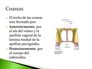  El techo de las coanas
esta formado por:
 Anteriormente, por
el ala del vómer y la
apófisis vaginal de la
lamina medial de la
apófisis pterigoides.
 Posteriormente, por
el cuerpo del
esfenoides.
 