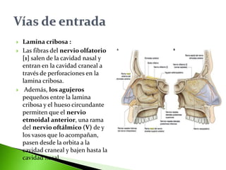  Lamina cribosa :
 Las fibras del nervio olfatorio
[1] salen de la cavidad nasal y
entran en la cavidad craneal a
través de perforaciones en la
lamina cribosa.
 Además, los agujeros
pequeños entre la lamina
cribosa y el hueso circundante
permiten que el nervio
etmoidal anterior, una rama
del nervio oftálmico (V) de y
los vasos que lo acompañan,
pasen desde la orbita a la
cavidad craneal y bajen hasta la
cavidad nasal.
 