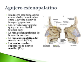  El agujero esfenopalatino
es una vía de comunicación
entre la cavidad nasal y la
fosa pterigopalatina.
 Las estructuras principales
que pasan a través del
foramen son:
 La rama esfenopalatina de
la arteria maxilar.
 La rama nasopalatina del
nervio maxilar [V 2].
 Las ramas nasales
superiores de nervio
maxilar [V 2].
 