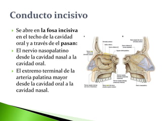  Se abre en la fosa incisiva
en el techo de la cavidad
oral y a través de el pasan:
 El nervio nasopalatino
desde la cavidad nasal a la
cavidad oral.
 El extremo terminal de la
arteria palatina mayor
desde la cavidad oral a la
cavidad nasal.
 