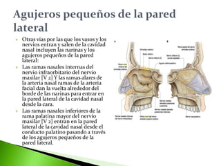  Otras vías por las que los vasos y los
nervios entran y salen de la cavidad
nasal incluyen las narinas y los
agujeros pequeños de la pared
lateral:
 Las ramas nasales internas del
nervio infraorbitario del nervio
maxilar [V 2] Y las ramas alares de
la arteria nasal ramas de la arteria
facial dan la vuelta alrededor del
borde de las narinas para entrar en
la pared lateral de la cavidad nasal
desde la cara.
 Las ramas nasales inferiores de la
rama palatina mayor del nervio
maxilar [V 2] entran en la pared
lateral de la cavidad nasal desde el
conducto palatino pasando a través
de los agujeros pequeños de la
pared lateral.
 