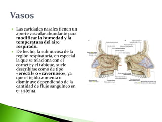  Las cavidades nasales tienen un
aporte vascular abundante para
modificar la humedad y la
temperatura del aire
respirado.
 De hecho, la submucosa de la
región respiratoria, en especial
la que se relaciona con el
cornete y el tabique, suele
describirse como de tipo
«eréctil» o «cavernoso», ya
que el tejido aumenta o
disminuye dependiendo de la
cantidad de flujo sanguíneo en
el sistema.
 