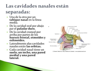  Una de la otra por un
tabique nasal en la línea
media.
 De la cavidad oral por abajo
par el paladar duro.
 De la cavidad craneal por
arriba por partes de los
huesos frontal, etmoides y
esfenoides.
 Lateralmente alas cavidades
nasales están las orbitas.
 Cada cavidad nasal tiene un
suelo, un techo, una pared
medial y una pared
lateral.
 