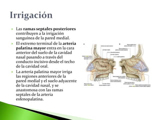  Las ramas septales posteriores
contribuyen a la irrigación
sanguínea de la pared medial.
 El extremo terminal de la arteria
palatina mayor entra en la cara
anterior del suelo de la cavidad
nasal pasando a través del
conducto incisivo desde el techo
de la cavidad oral.
 La arteria palatina mayor irriga
las regiones anteriores de la
pared medial y el suelo adyacente
de la cavidad nasal, y se
anastomosa con las ramas
septales de la arteria
esfenopalatina.
 