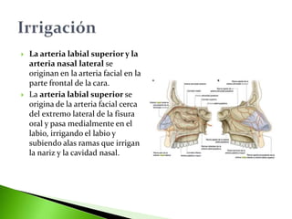  La arteria labial superior y la
arteria nasal lateral se
originan en la arteria facial en la
parte frontal de la cara.
 La arteria labial superior se
origina de la arteria facial cerca
del extremo lateral de la fisura
oral y pasa medialmente en el
labio, irrigando el labio y
subiendo alas ramas que irrigan
la nariz y la cavidad nasal.
 