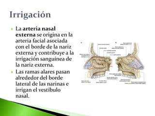 La arteria nasal
externa se origina en la
arteria facial asociada
con el borde de la nariz
externa y contribuye a la
irrigación sanguínea de
la nariz externa.
 Las ramas alares pasan
alrededor del borde
lateral de las narinas e
irrigan el vestíbulo
nasal.
 