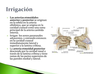  Las arterias etmoidales
anterior y posterior se originan
en la orbita en la arteria
oftálmica, que se origina en la
cavidad craneal como una rama
principal de la arteria carótida
interna.
 Irrigan los senos paranasales
adyacentes, y entrando entonces
en la cavidad craneal
inmediatamente lateral y
superior a la lamina cribosa.
 La arteria etmoidal posterior
desciende por la cavidad nasal a
través de la lamina cribosa y tiene
ramas de las partes superiores de
las paredes medial y lateral.
 