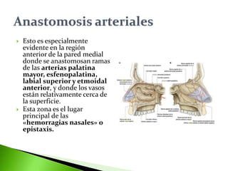  Esto es especialmente
evidente en la región
anterior de la pared medial
donde se anastomosan ramas
de las arterias palatina
mayor, esfenopalatina,
labial superior y etmoidal
anterior, y donde los vasos
están relativamente cerca de
la superficie.
 Esta zona es el lugar
principal de las
«hemorragias nasales» o
epistaxis.
 