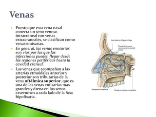  Puesto que esta vena nasal
conecta un seno venoso
intracraneal con venas
extracraneales, se clasifican como
venas emisarias.
 En general, las venas emisarias
son vías por las que las
infecciones pueden lIegar desde
las regiones periféricas hasta la
cavidad craneal.
 Las venas que acompañan a las
arterias etmoidales anterior y
posterior son tributarias de la
vena oftálmica superior, que es
una de las venas emisarias mas
grandes y drena en los senos
cavernosos a cada lado de la fosa
hipofisaria.
 