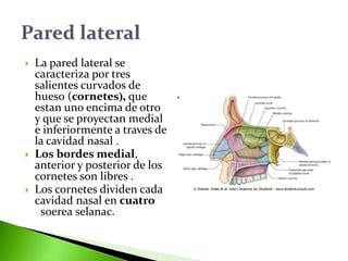  La pared lateral se
caracteriza por tres
salientes curvados de
hueso (cornetes), que
estan uno encima de otro
y que se proyectan medial
e inferiormente a traves de
la cavidad nasal .
 Los bordes medial,
anterior y posterior de los
cornetes son libres .
 Los cornetes dividen cada
cavidad nasal en cuatro
soerea selanac.
 