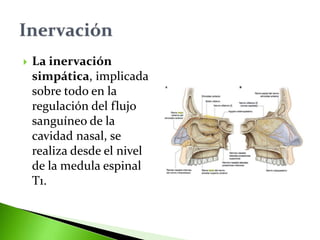  La inervación
simpática, implicada
sobre todo en la
regulación del flujo
sanguíneo de la
cavidad nasal, se
realiza desde el nivel
de la medula espinal
T1.
 